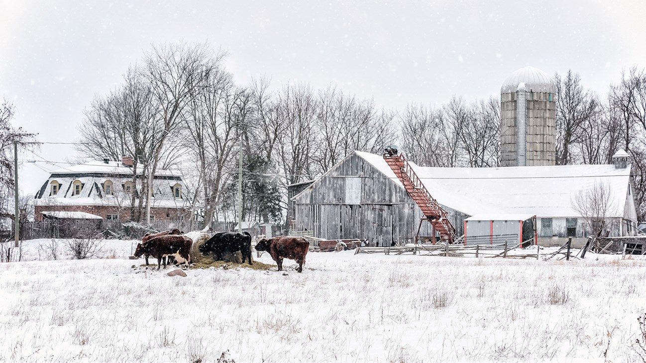 Le bétail sous quelques flocons dans le secteur est de Hudson.