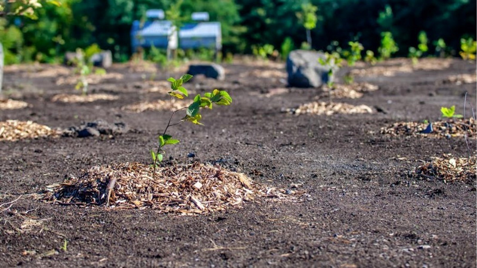 La biodiversité à l'honneur cette semaine à Salaberry-de-Valleyfield 