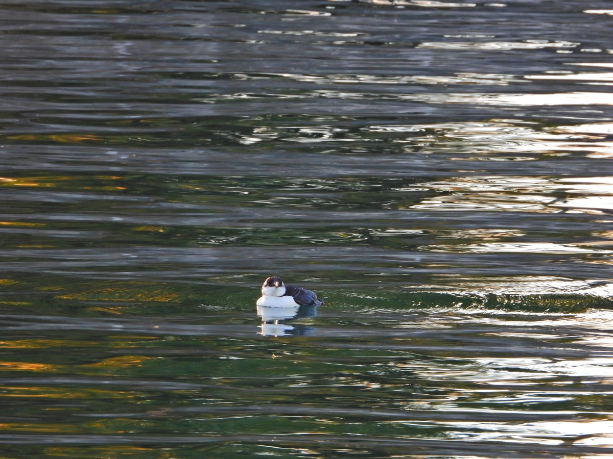 Pingouin dans le lac Saint-François: surprenant, mais pas rare pour autant