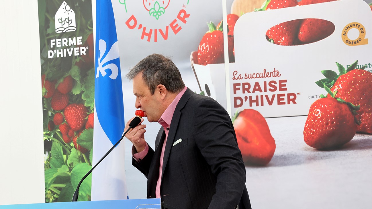 Le président directeur général de la Ferme d'Hiver, Alain Brisebois, a mordu dans une fraise à pleine dent lors de la conférence de presse 