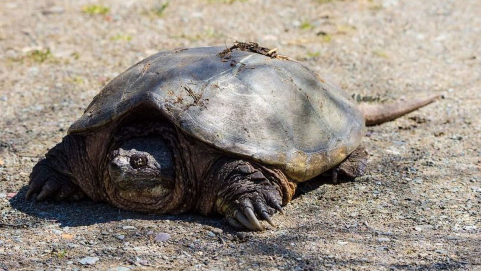 10 juin 2022 : Les tortues serpentines sont en pleine période de ponte