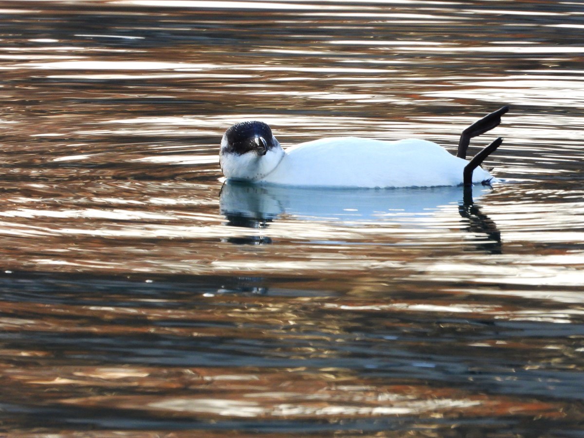 2 novembre 2022 : Pingouin dans le lac Saint-François: surprenant, mais pas rare pour autant