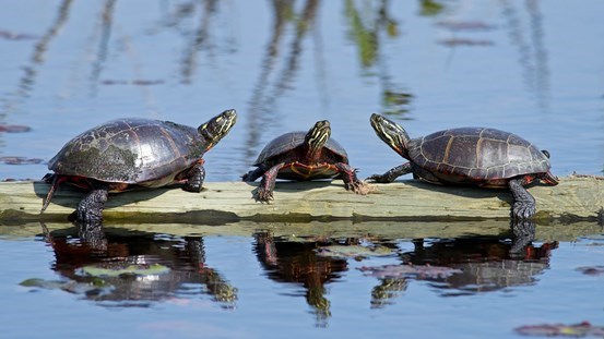 27 juillet 2022 : Des plateformes pour les tortues