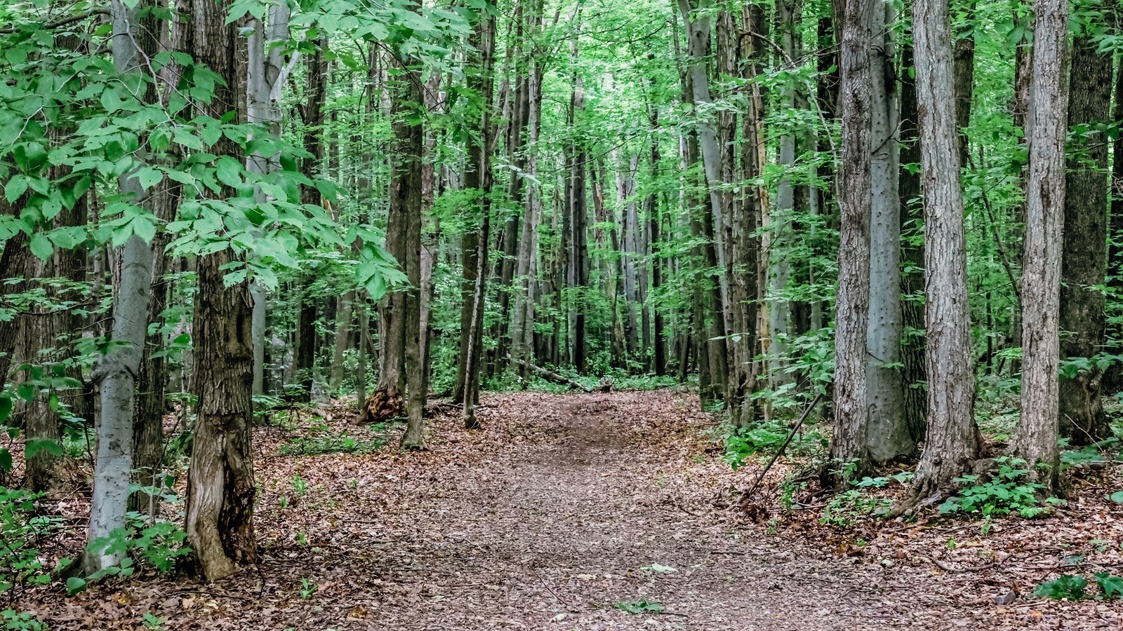 4 juillet 2022 : Protection du Mont Rigaud: 21.8 hectares s'ajoutent à ceux déjà protégés
