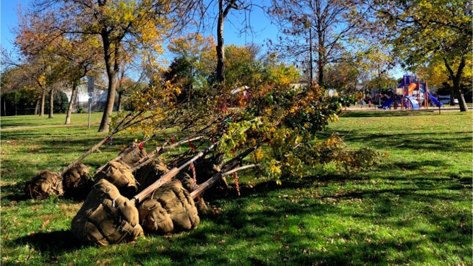 24 septembre 2022 : Vaudreuil-Dorion plantera 11 000 nouveaux arbres sur son territoire