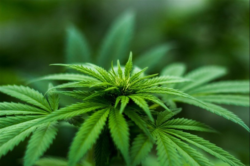 La lutte à la culture extérieure de cannabis continue