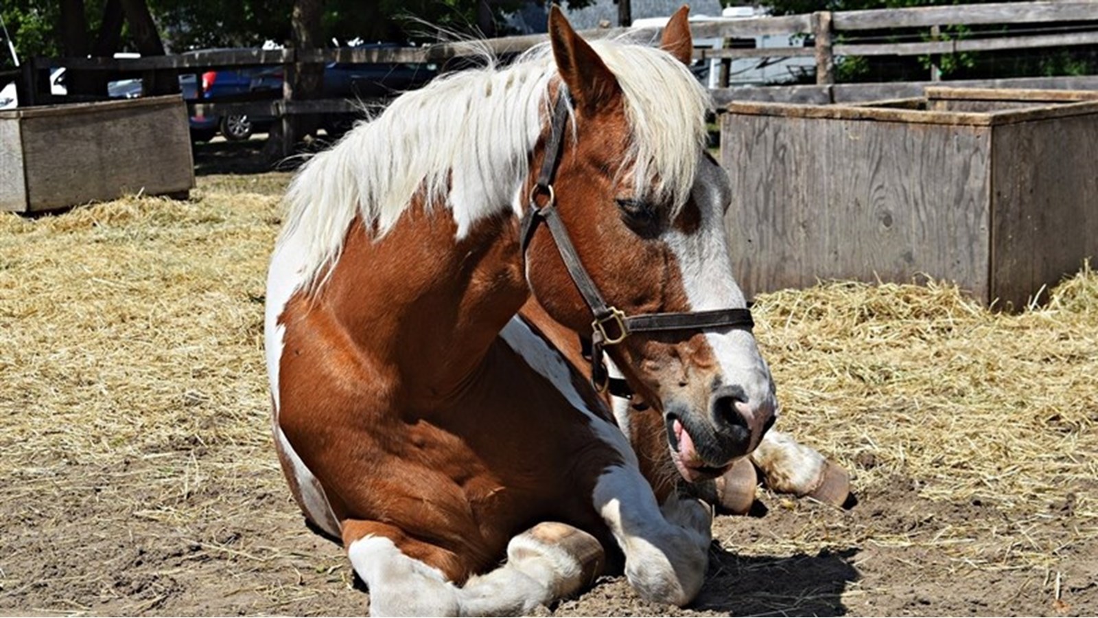 Journée du cheval à Saint-Lazare: une première édition réussie