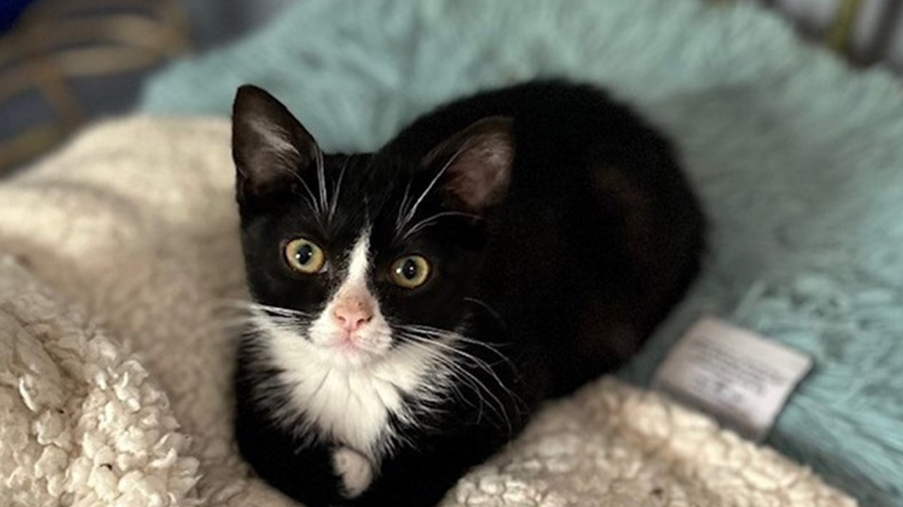 50% plus de chats abandonnés en juillet