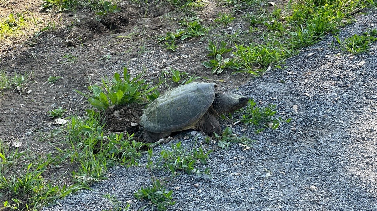 Safety enclosure set up to protect snapping turtle eggs