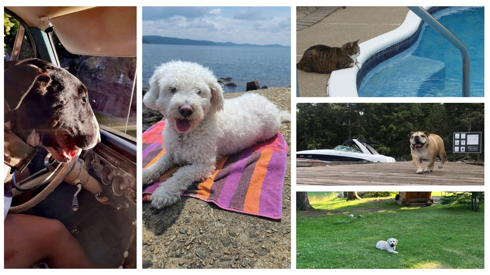 Galerie 1: Vos animaux en vacances