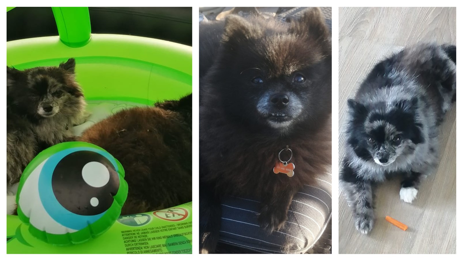 Blackie et Lili