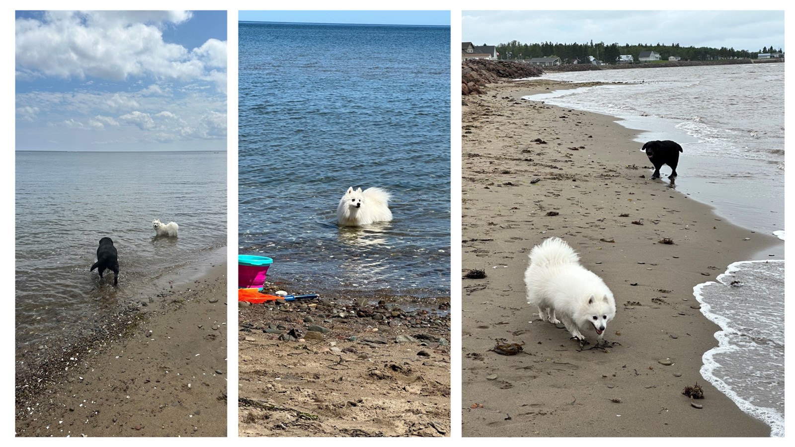Galerie 1: Vos animaux en vacances