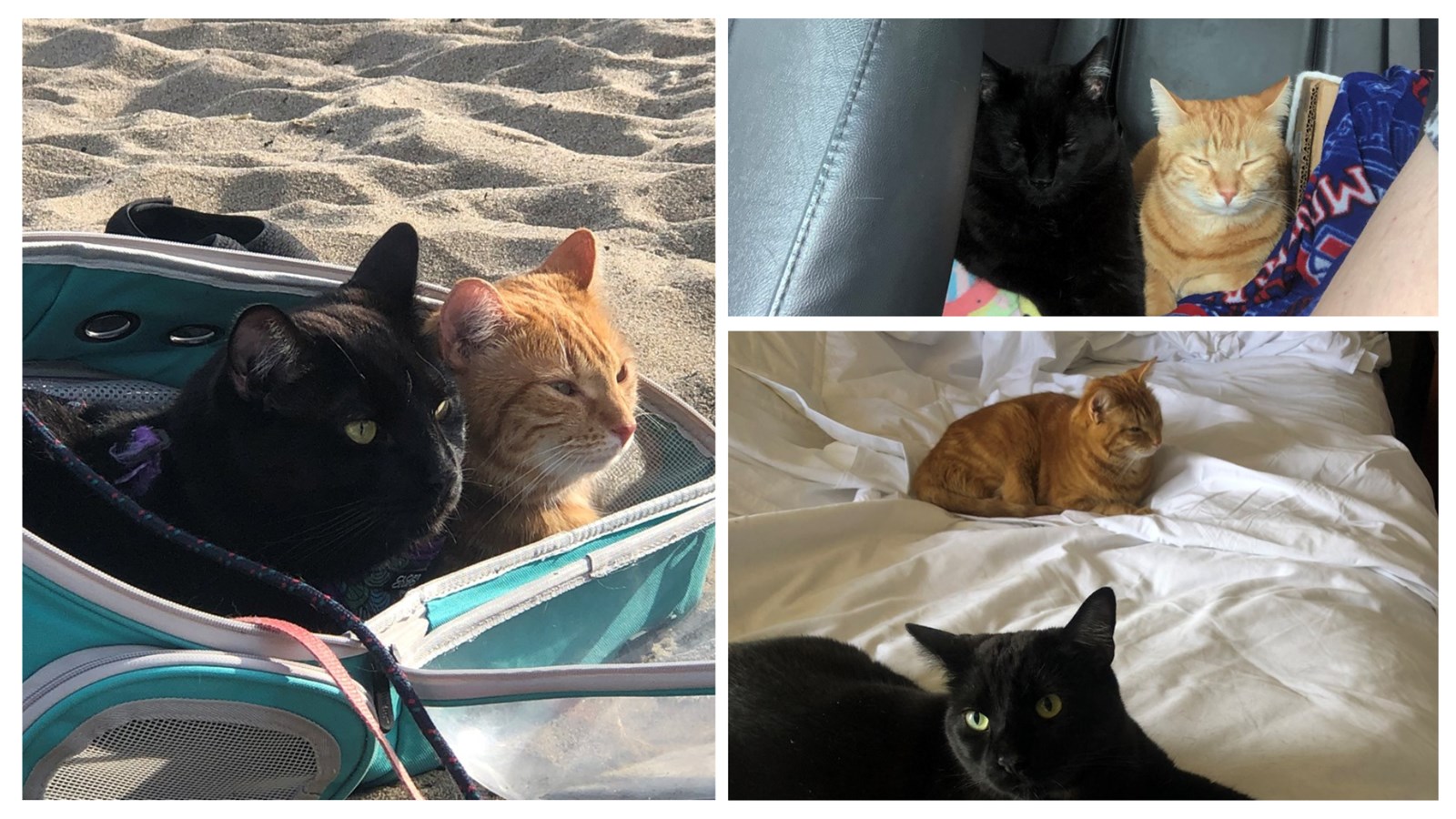 Gallery 1: Your pets on vacation