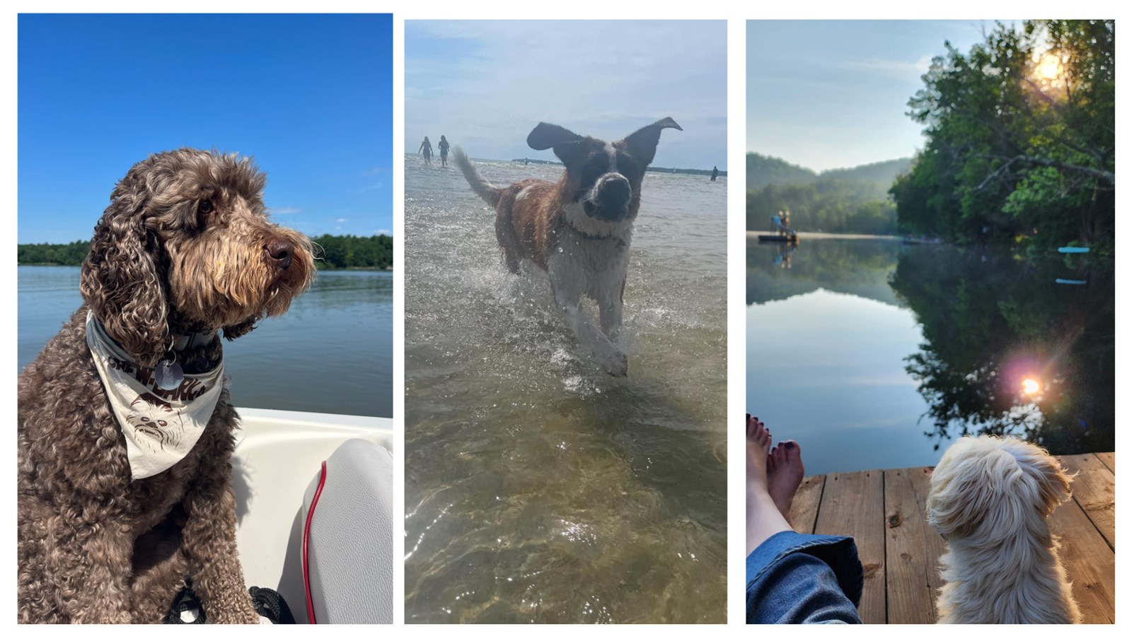 Gallery 1: Your pets on vacation