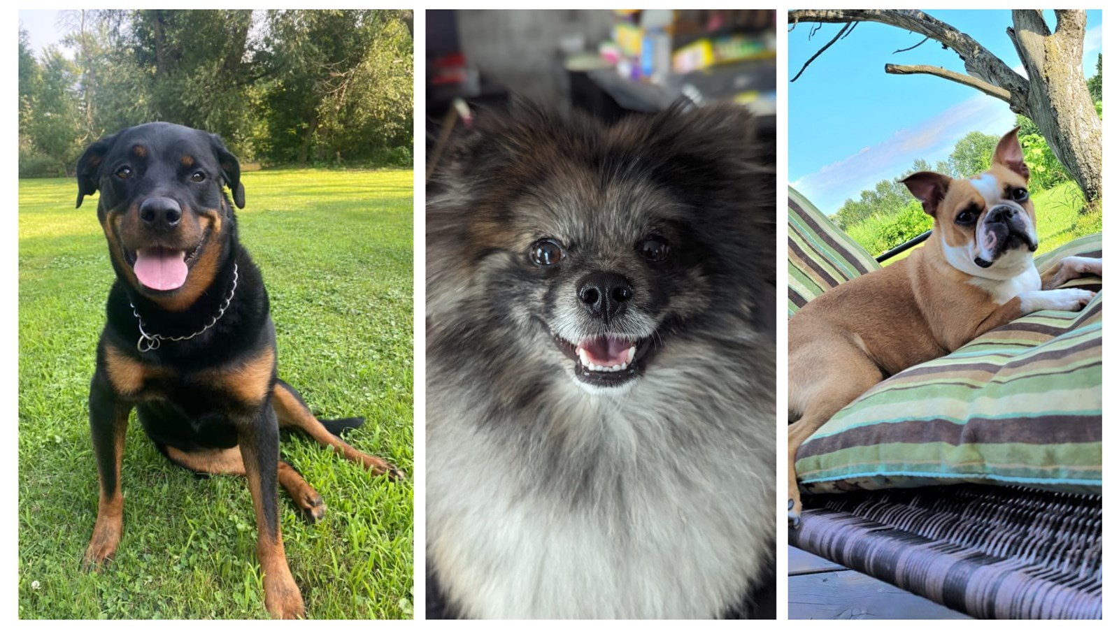 Gallery 1: Your pets on vacation