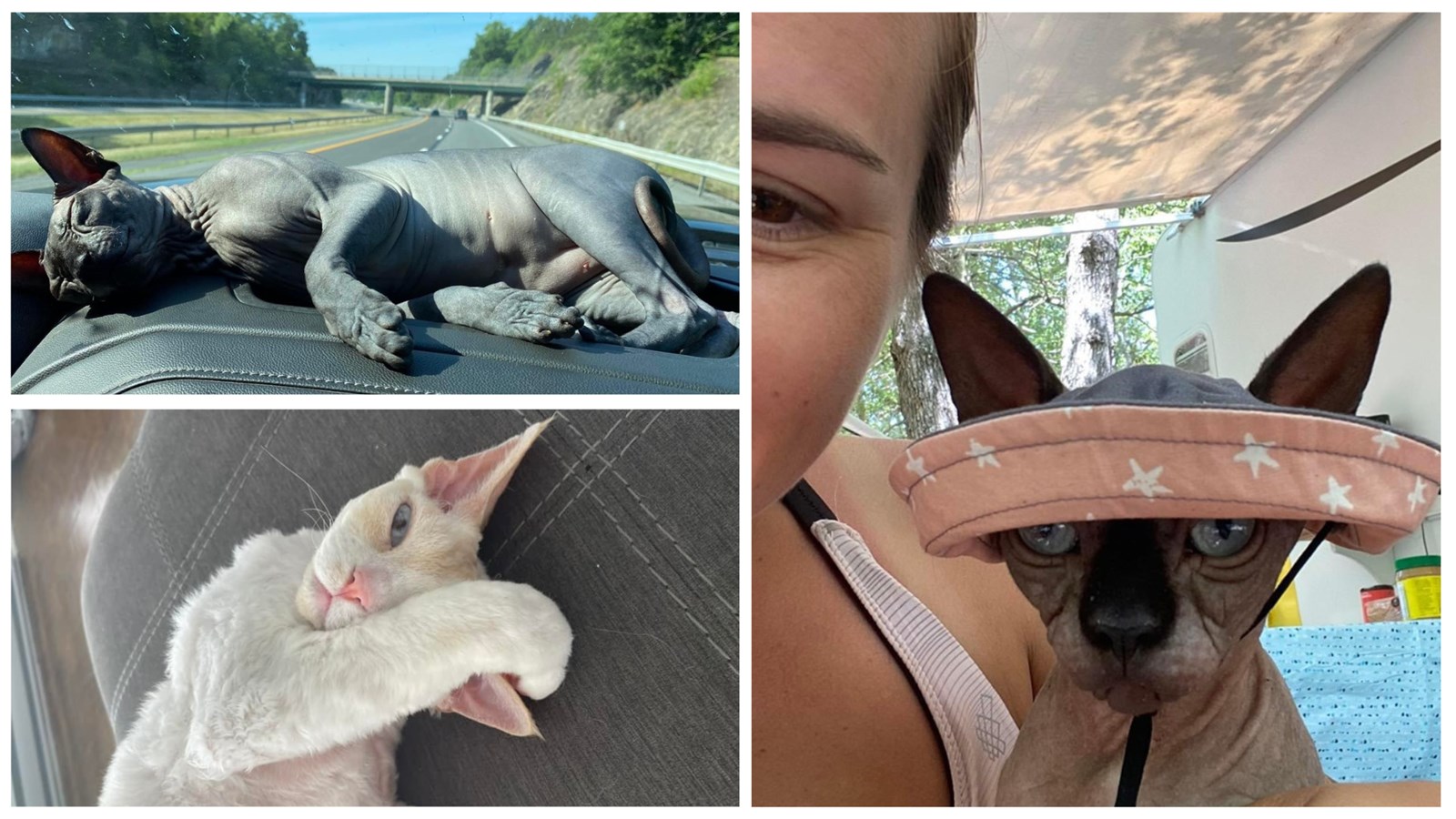 Galerie 2: Vos animaux en vacances