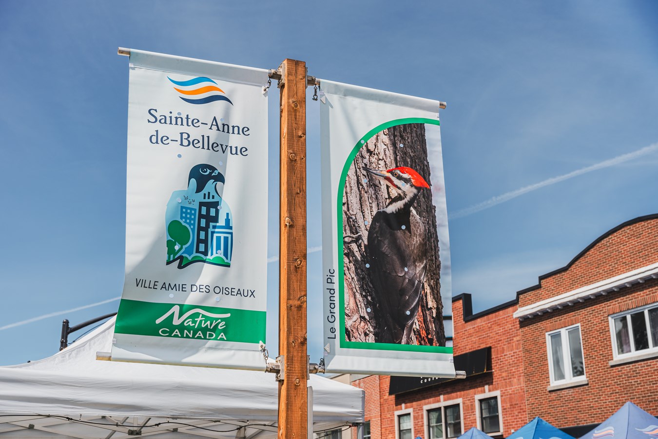Sainte-Anne-de-Bellevue dévoile son oiseau emblématique
