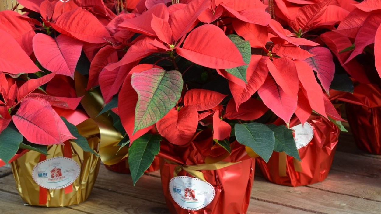 Égayez votre domicile ou lieu de travail avec un poinsettias au profit de la MSPVS