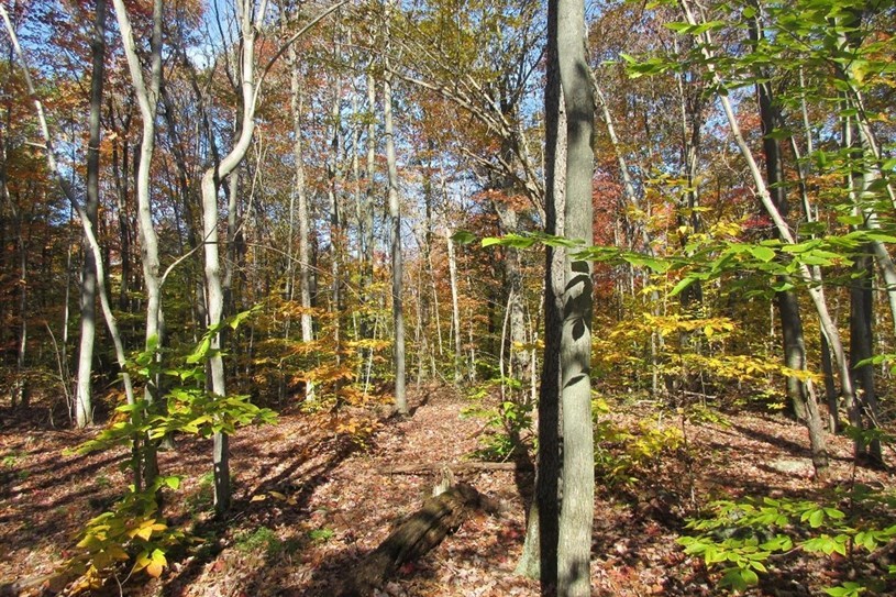 Les milieux naturels protégés à perpétuité au mont Rigaud gagnent 19 hectares