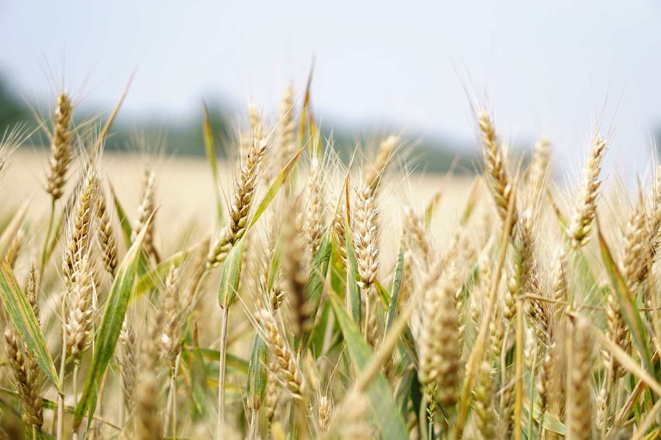 Les Cèdres et NDIP se mobilisent pour la mise en place de mesures de protection de la zone agricole 