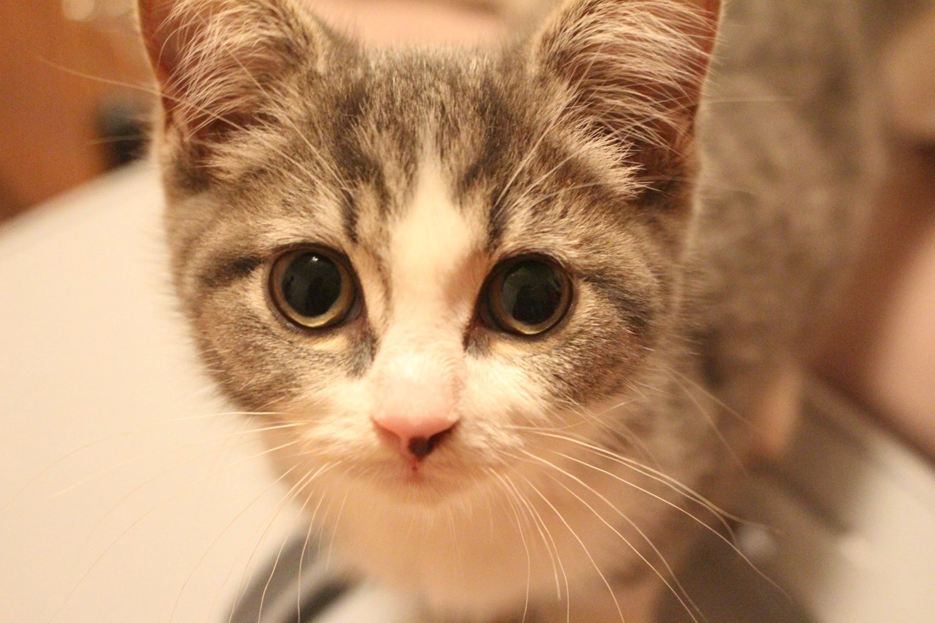 Refuges pour chats : comment prendre soin des chats errants en hiver?