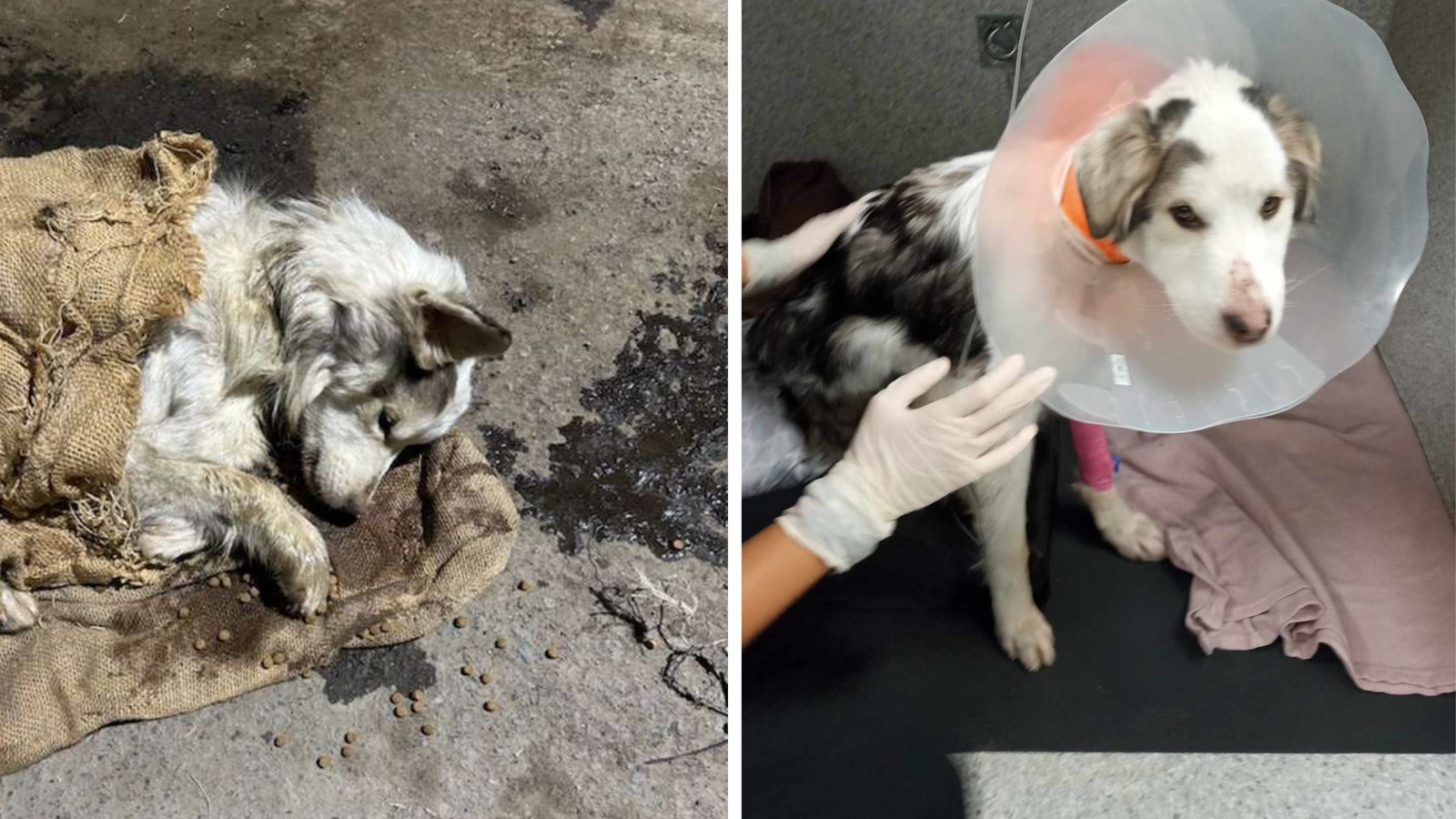 In the last few days, an employee of the company discovered the River dog in very poor condition after being captured by one of the traps