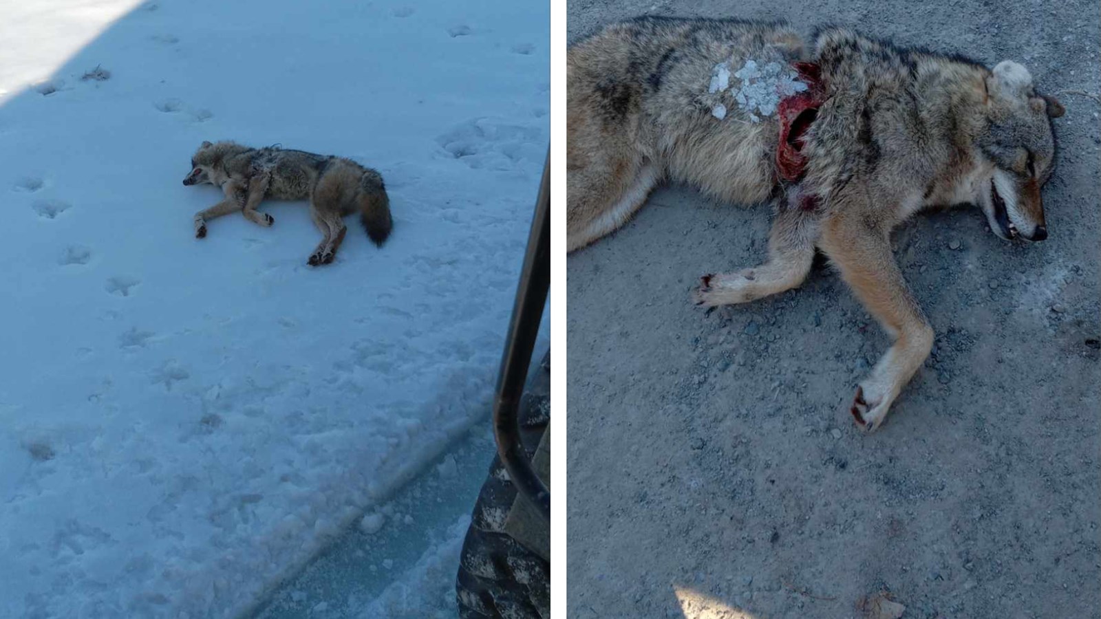 Last week, an injured and frozen coyote was discovered on the Cramer Nursery property.