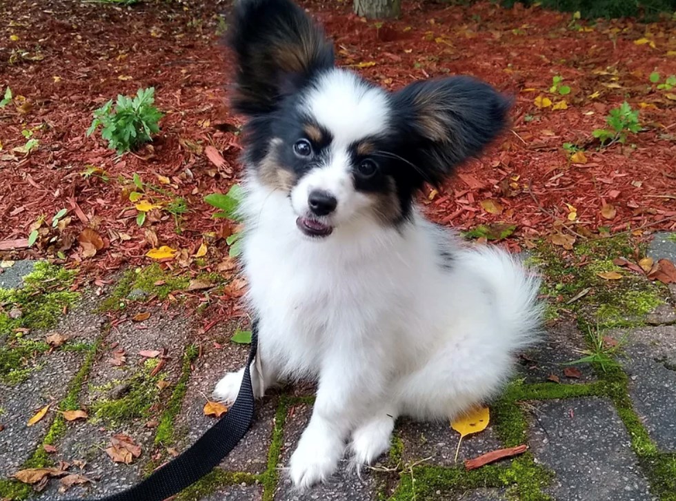 Gaufrette, le deuxième chien en formation de Noémie