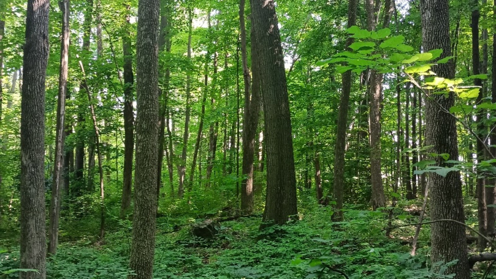 Vaudreuil-sur-le-Lac wants to buy part of a woodland