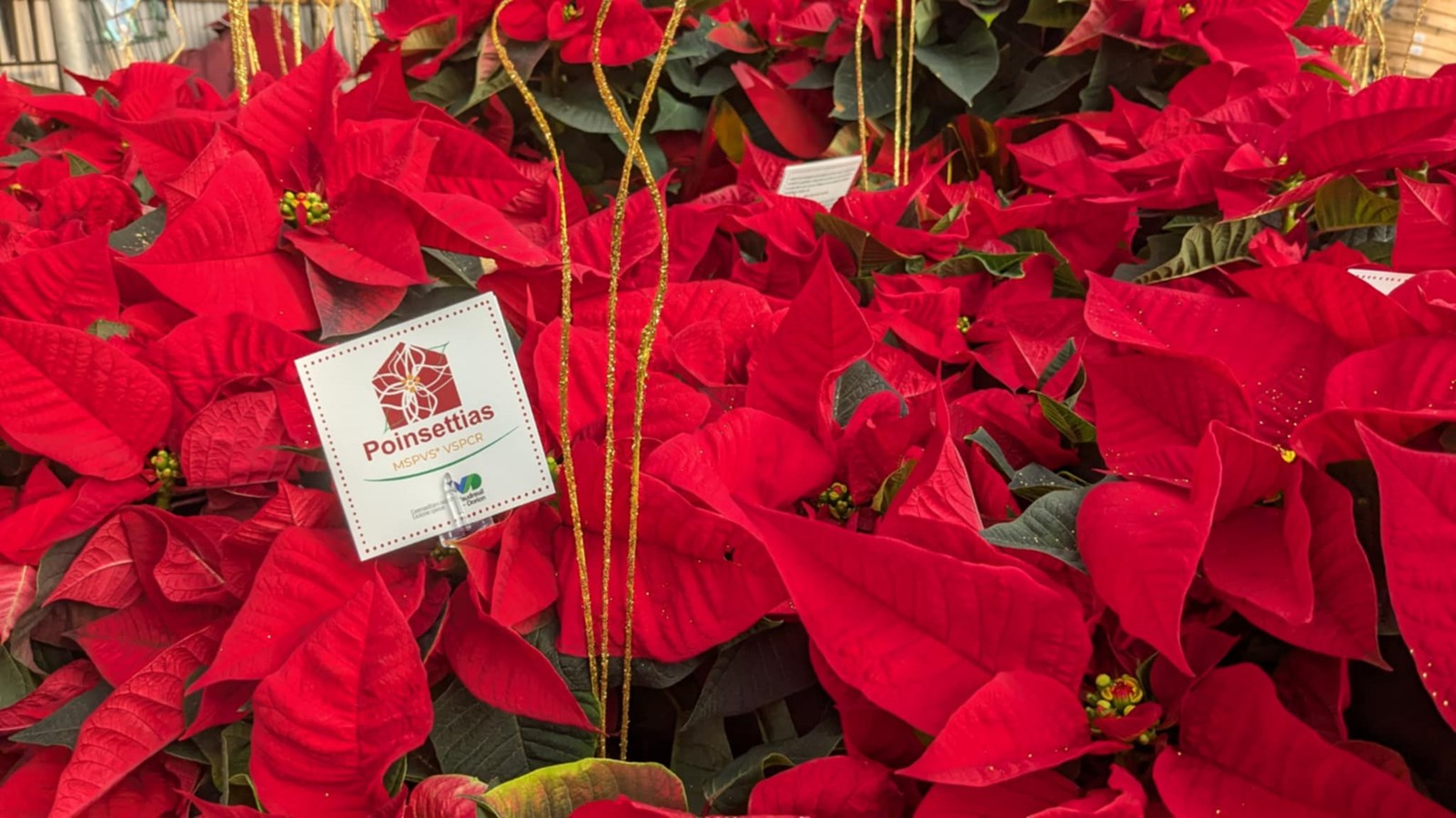 La campagne de poinsettias de la MSPVS se met en branle