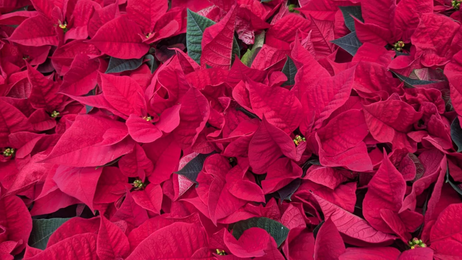 La campagne de poinsettias de la MSPVS se met en branle