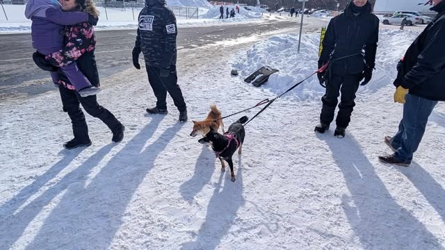 Une édition festive du Festi-Glace à Saint-Zotique