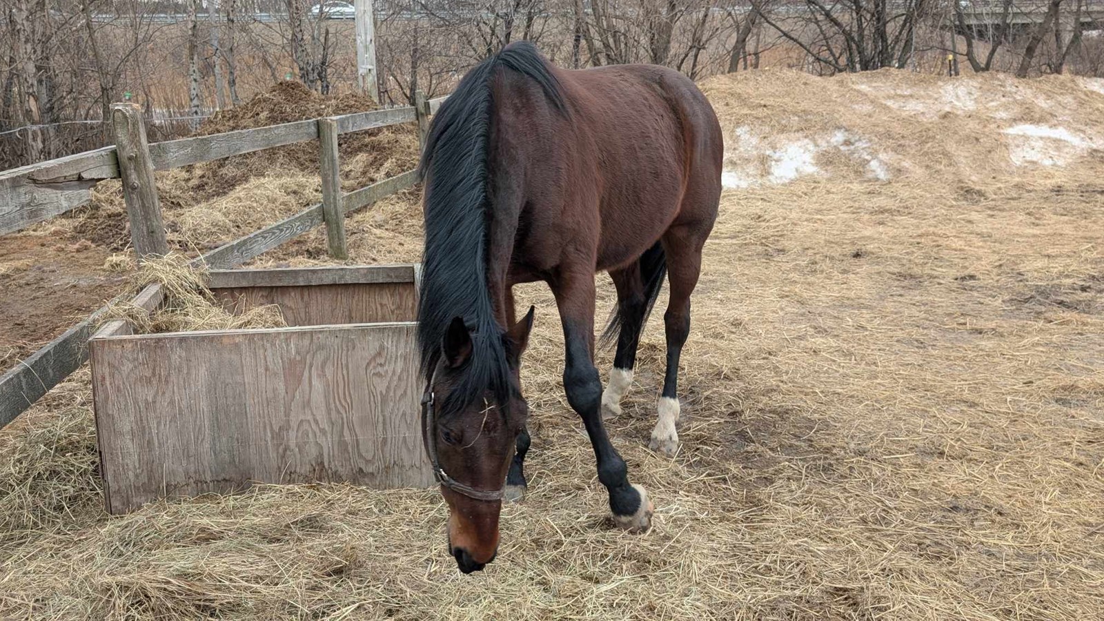 A Horse Tale : offrir une retraite paisible aux chevaux en fin de carrière
