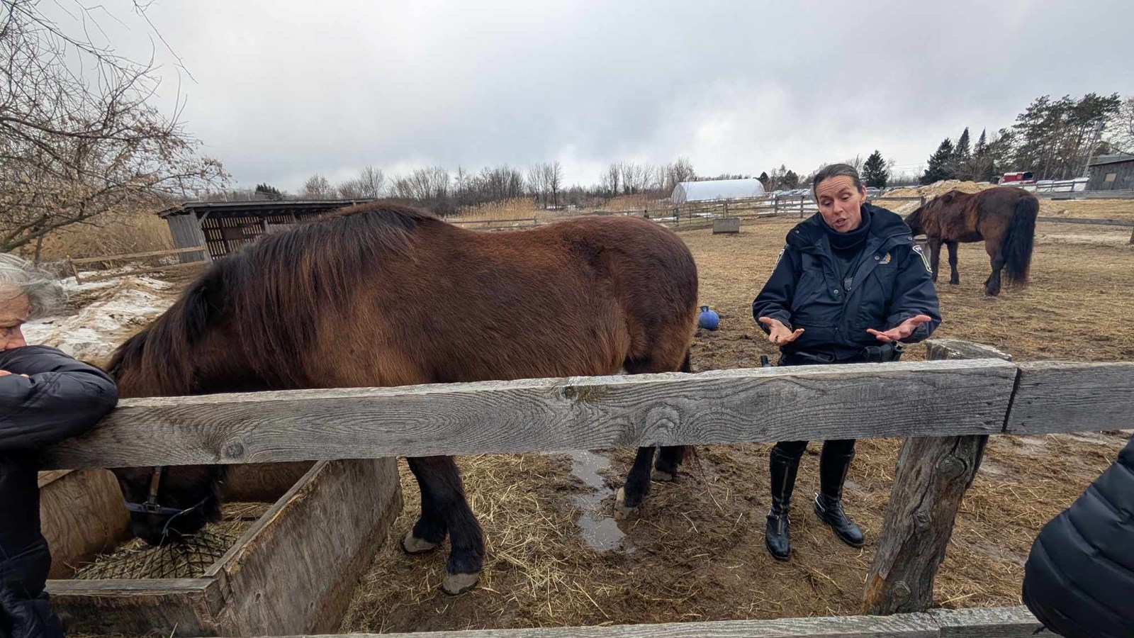 A Horse Tale : offrir une retraite paisible aux chevaux en fin de carrière