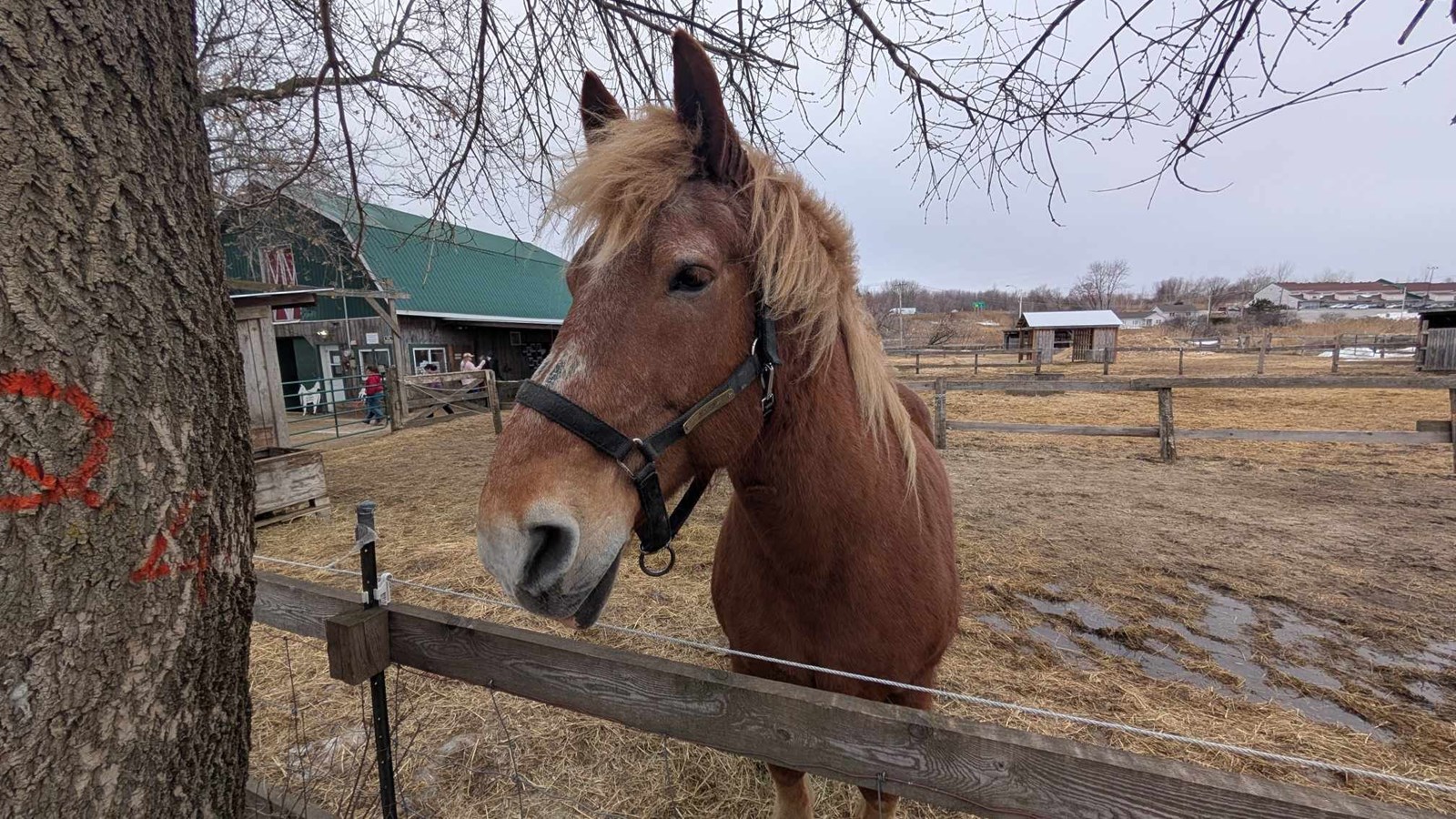 A Horse Tale : offrir une retraite paisible aux chevaux en fin de carrière