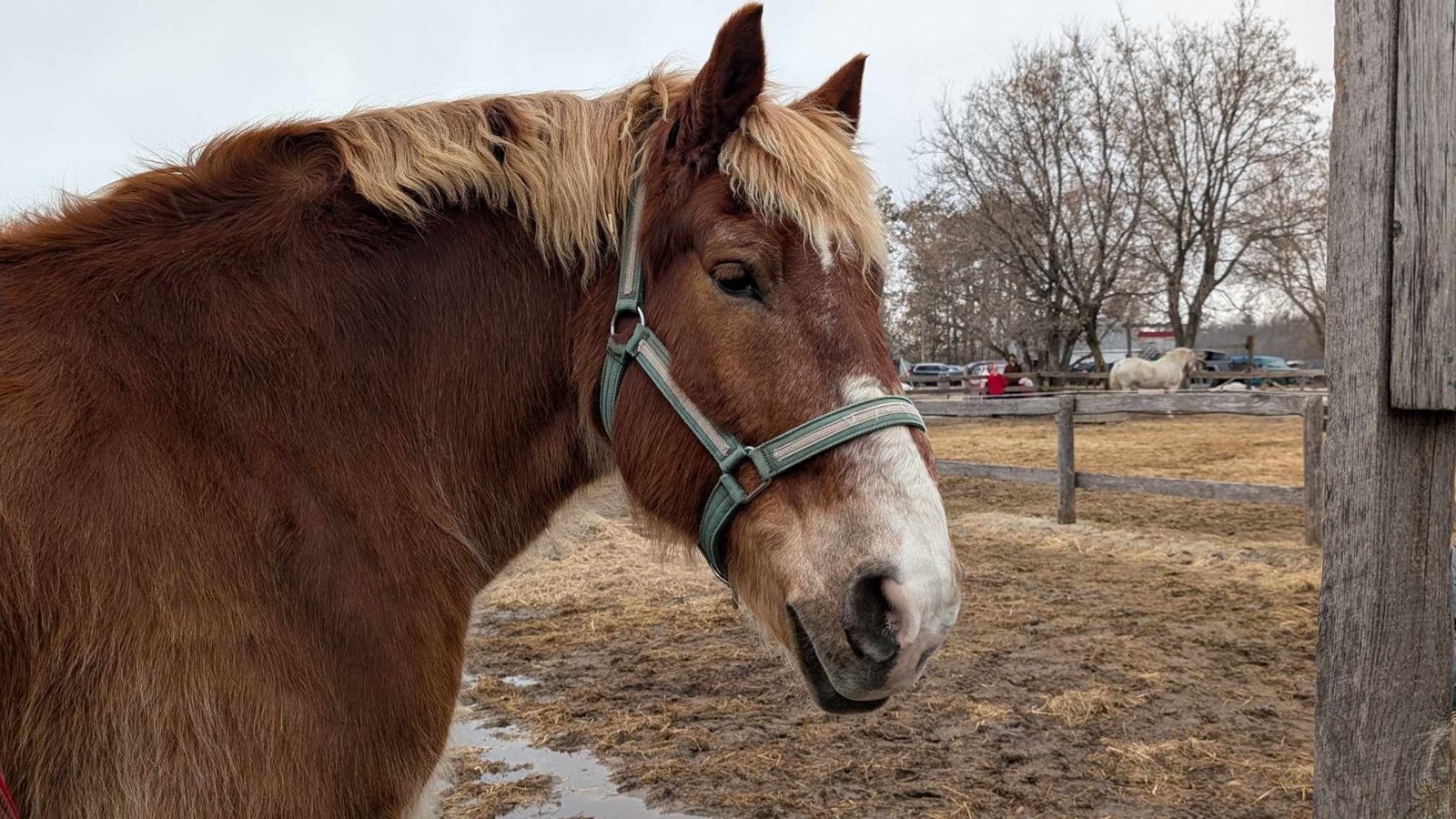 A Horse Tale : offrir une retraite paisible aux chevaux en fin de carrière