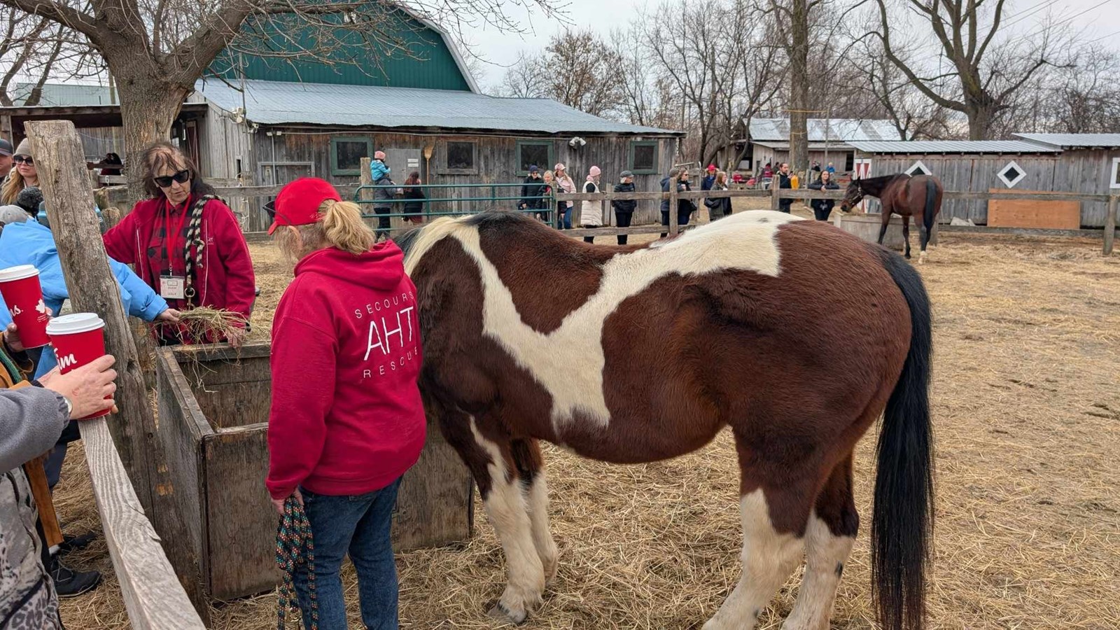 A Horse Tale : offrir une retraite paisible aux chevaux en fin de carrière
