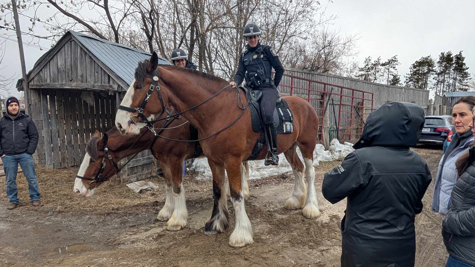 A Horse Tale : offrir une retraite paisible aux chevaux en fin de carrière