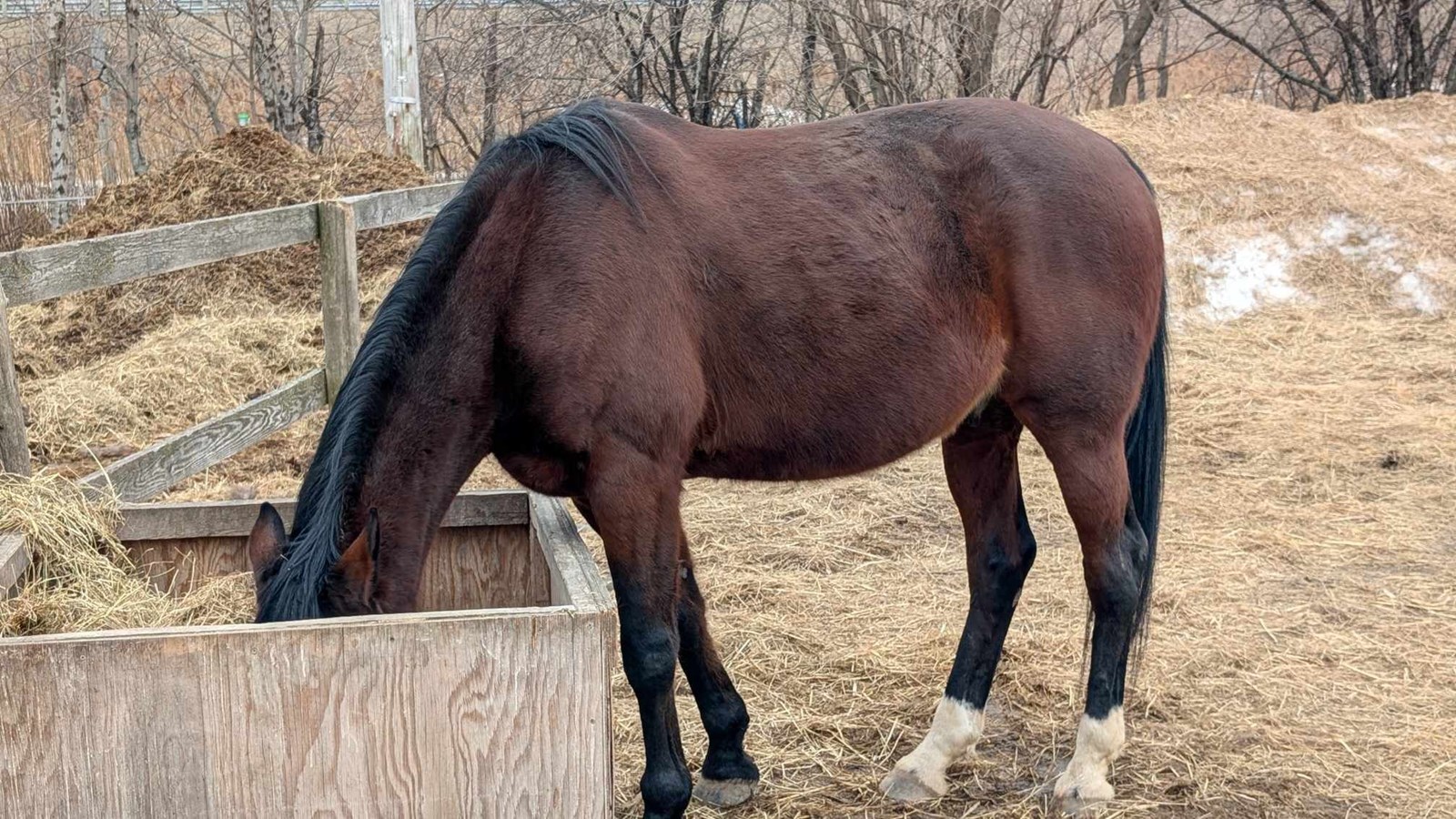 A Horse Tale : offrir une retraite paisible aux chevaux en fin de carrière