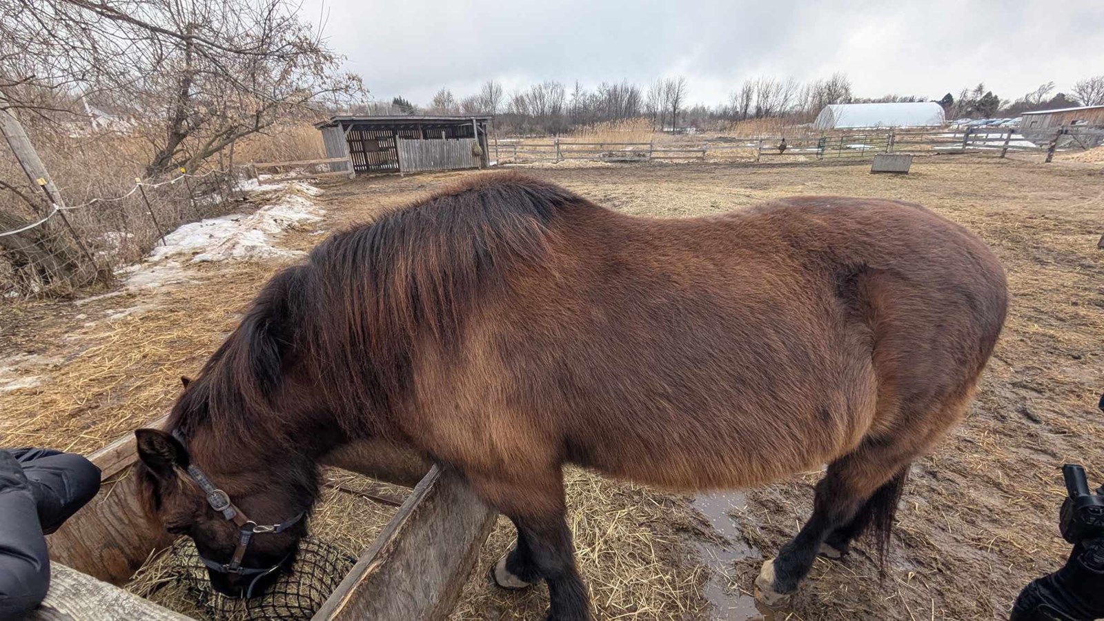 A Horse Tale : offrir une retraite paisible aux chevaux en fin de carrière