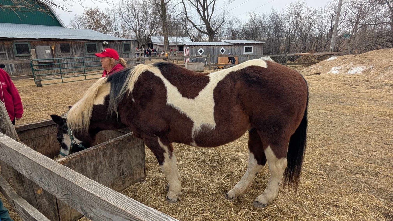 A Horse Tale : offrir une retraite paisible aux chevaux en fin de carrière