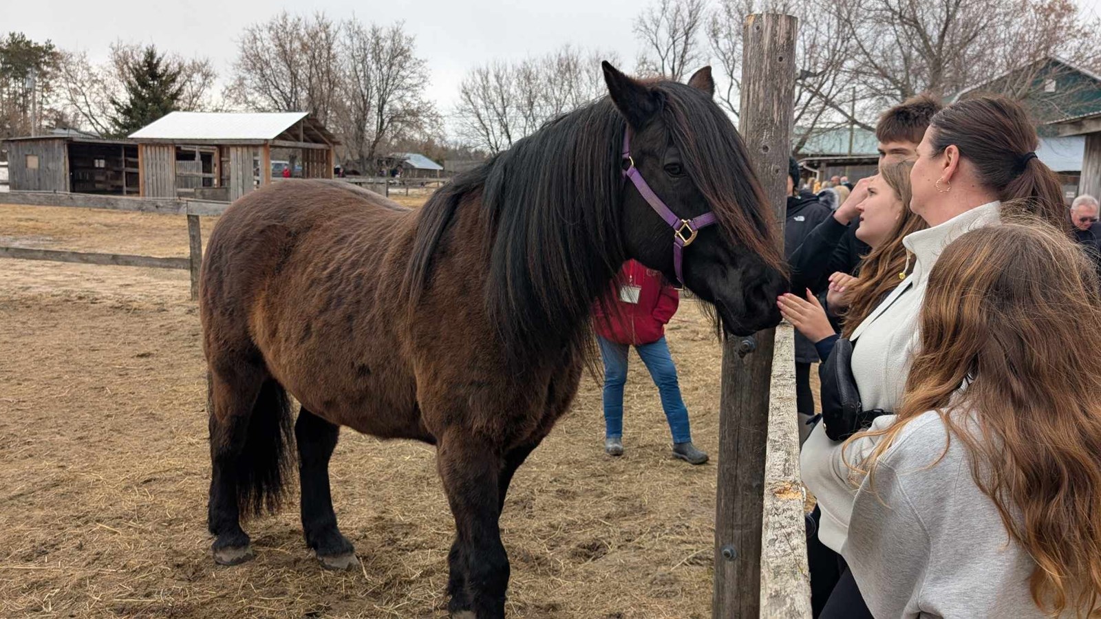 A Horse Tale : offrir une retraite paisible aux chevaux en fin de carrière