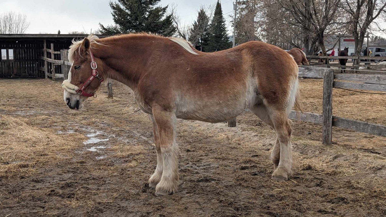 A Horse Tale : offrir une retraite paisible aux chevaux en fin de carrière