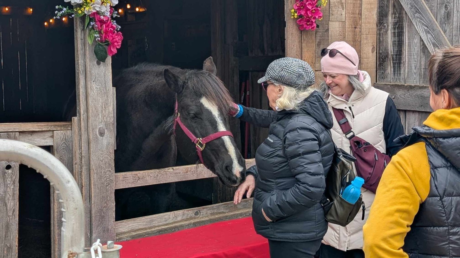 A Horse Tale : offrir une retraite paisible aux chevaux en fin de carrière