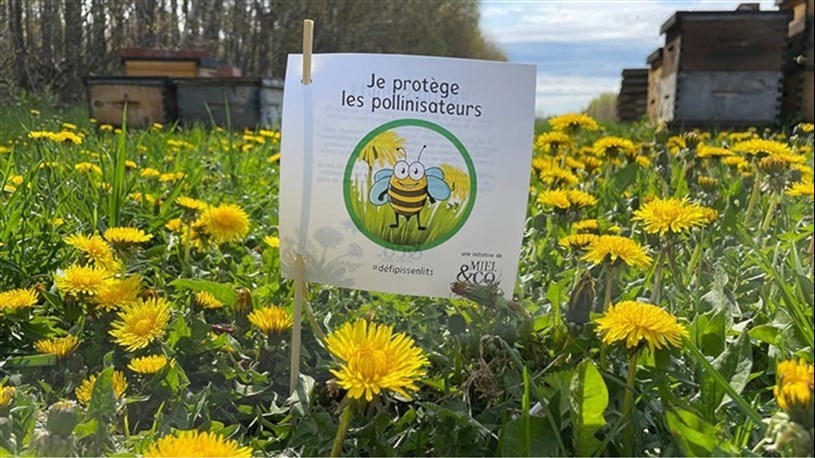 Participez-vous au Défi Pissenlits? 