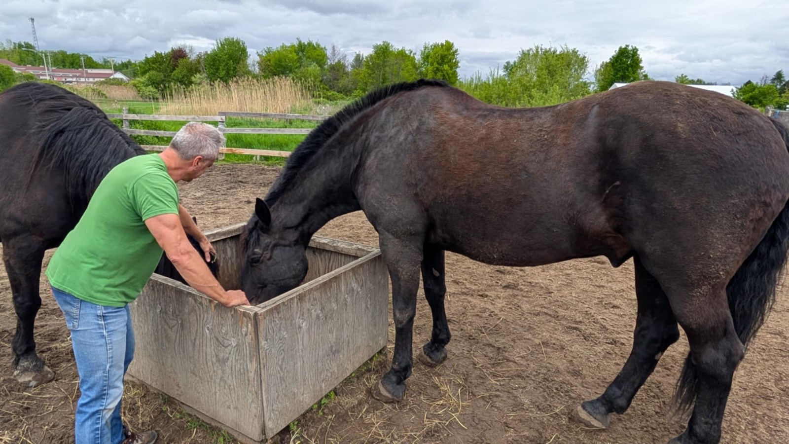 Un nouveau pensionnaire du SPVM rejoint le refuge A Horse Tale