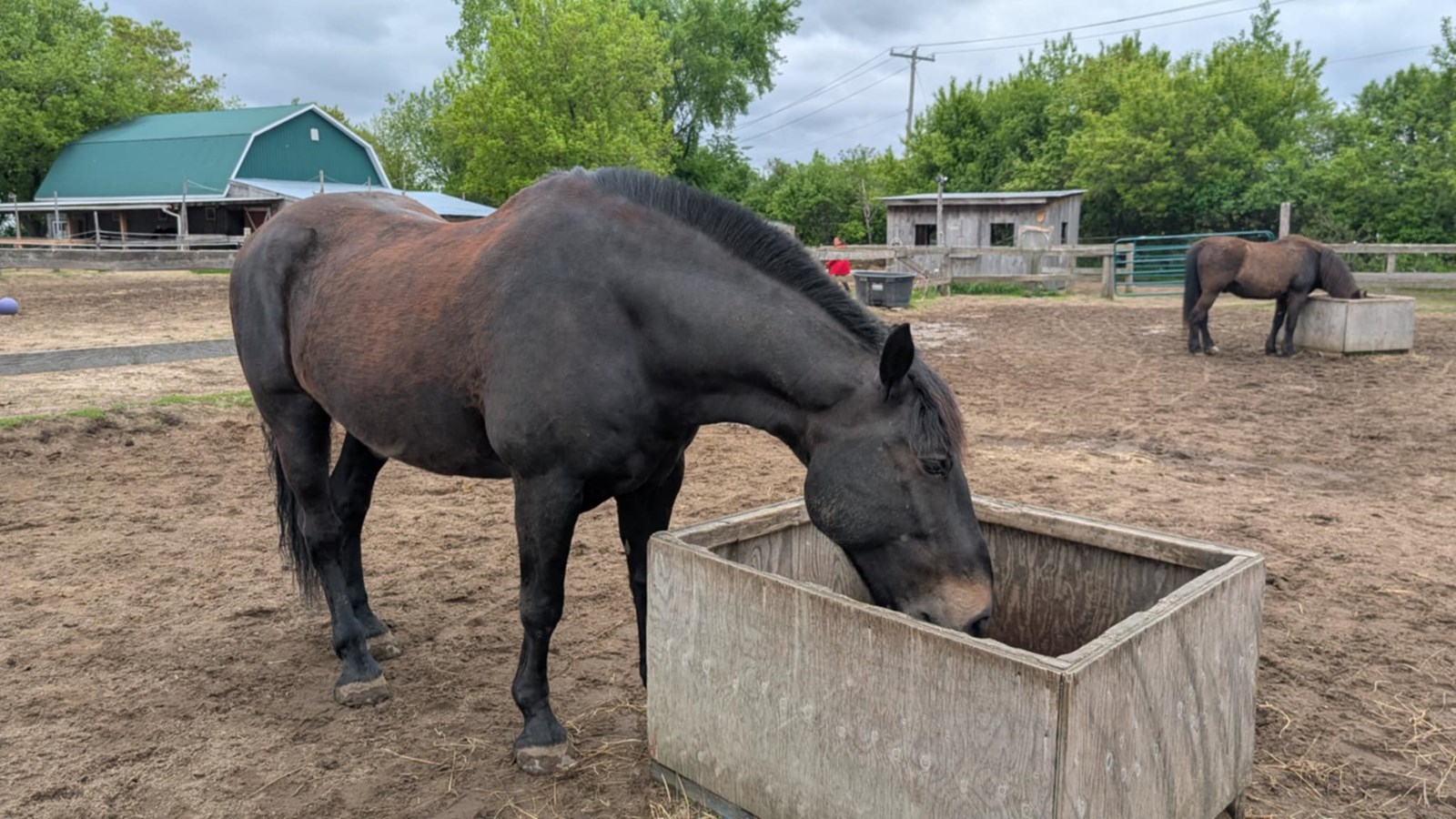 Un nouveau pensionnaire du SPVM rejoint le refuge A Horse Tale
