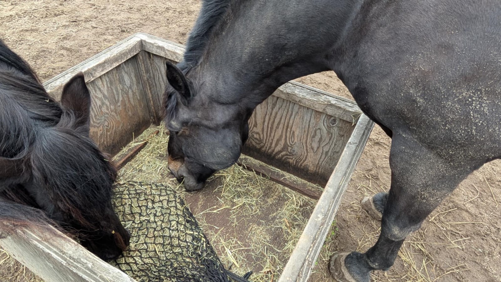 Un nouveau pensionnaire du SPVM rejoint le refuge A Horse Tale