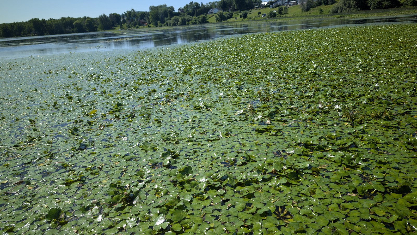 EN VIDÉO: La châtaigne d’eau dans la mire du COBAVER-VS