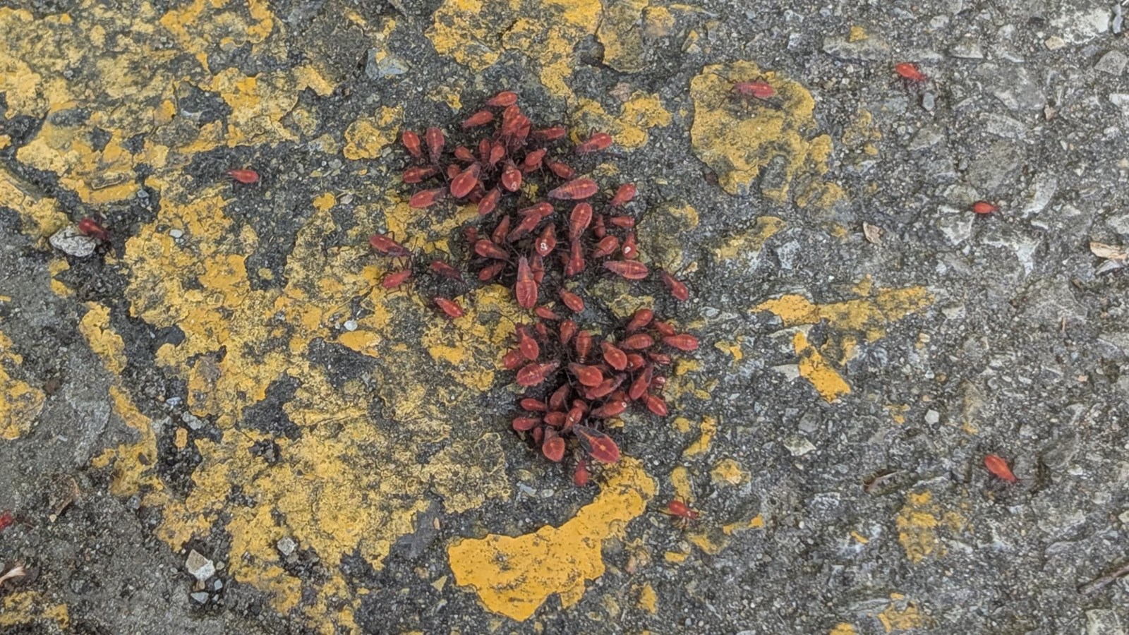 Un petit insecte qui fait beaucoup jaser cet été